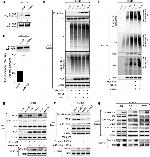 Parkin Antibody in Western Blot (WB)