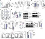 CD25 Antibody in Flow Cytometry (Flow)