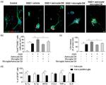 IL-6 Antibody in Flow Cytometry (Flow)