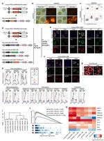 Blimp-1 Antibody in Immunocytochemistry, Immunohistochemistry (ICC/IF, IHC)