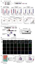 Blimp-1 Antibody in Flow Cytometry (Flow)