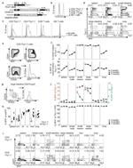 Gata-3 Antibody in Flow Cytometry (Flow)