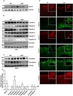 Claudin 3 Antibody in Immunohistochemistry (IHC)