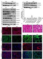 Claudin 3 Antibody in Immunohistochemistry (IHC)