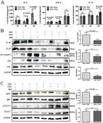 NFkB p65 Antibody in Western Blot (WB)