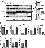 Caspase 1 Antibody in Western Blot (WB)