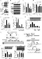 SCXA Antibody in Western Blot (WB)