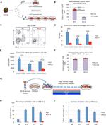 CD45 Antibody in Flow Cytometry (Flow)