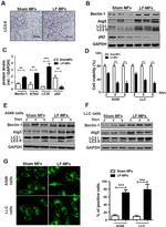 GAPDH Loading Control Antibody in Western Blot (WB)