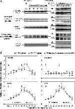 JAM-A (CD321) Antibody in Western Blot (WB)