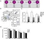 TCR beta Antibody in Flow Cytometry (Flow)