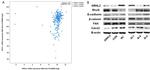 GRHL2 Antibody in Western Blot (WB)