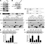 Dynamin 1 Antibody in Western Blot (WB)