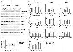 PSMA6 Antibody in Western Blot (WB)