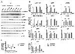 PSMA6 Antibody in Western Blot (WB)