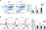 Ly-6G/Ly-6C Antibody in Flow Cytometry (Flow)