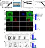 CD279 (PD-1) Antibody in Flow Cytometry (Flow)