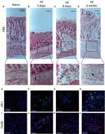 Ly-6G/Ly-6C Antibody in Immunohistochemistry (IHC)