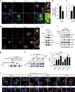 GFP Antibody in Immunoprecipitation (IP)