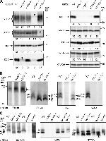 OSTC Antibody