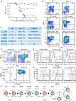 CD24 Antibody in Flow Cytometry (Flow)