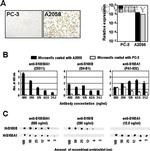 S100A1 Antibody in Immunohistochemistry, ELISA, Dot Blot (IHC, ELISA, DB)