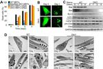 Bax Antibody