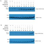 GAPDH Antibody in Western Blot (WB)