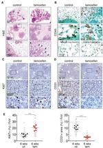 CD45 Antibody in Immunohistochemistry (IHC)