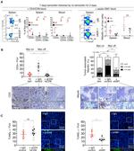 CD3e Antibody in Flow Cytometry (Flow)