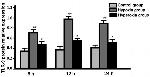 CD289 (TLR9) Antibody in Western Blot (WB)