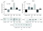 PADI2 Antibody