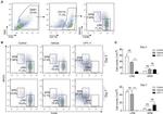 MHC Class II (I-A/I-E) Antibody in Flow Cytometry (Flow)