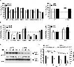 Prohibitin Antibody