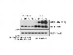 Prohibitin Antibody in Western Blot (WB)