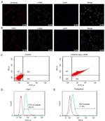 Podoplanin Antibody in Flow Cytometry (Flow)