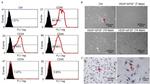 CD45R (B220) Antibody in Flow Cytometry (Flow)