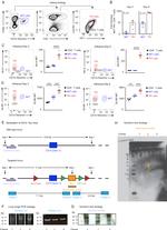 CD279 (PD-1) Antibody in Flow Cytometry (Flow)