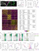 T-bet Antibody in Flow Cytometry (Flow)