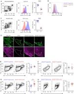 CD95 (APO-1/Fas) Antibody in Flow Cytometry (Flow)