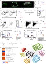 CD45.1 Antibody in Flow Cytometry (Flow)