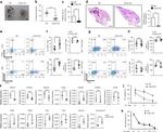 Granzyme B Antibody in Flow Cytometry (Flow)