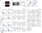 TNF alpha Antibody in Flow Cytometry (Flow)