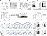 TNF alpha Antibody in Flow Cytometry (Flow)