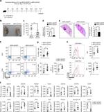 T-bet Antibody in Flow Cytometry (Flow)