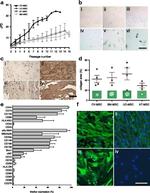 STRO-1 Antibody in Flow Cytometry (Flow)