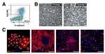 CD324 (E-Cadherin) Antibody in Flow Cytometry (Flow)