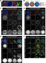 SOX2 Antibody in Immunocytochemistry (ICC/IF)