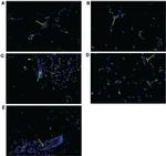 GBP1 Antibody in Immunohistochemistry (IHC)