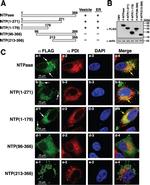 PDI Antibody in Immunocytochemistry (ICC/IF)